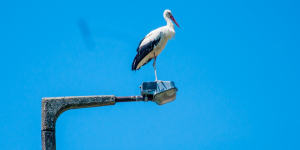 A fehér gólyák felmérésében kér segítséget az MME